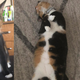 Luna, showing off her glorious belly. No context needed.